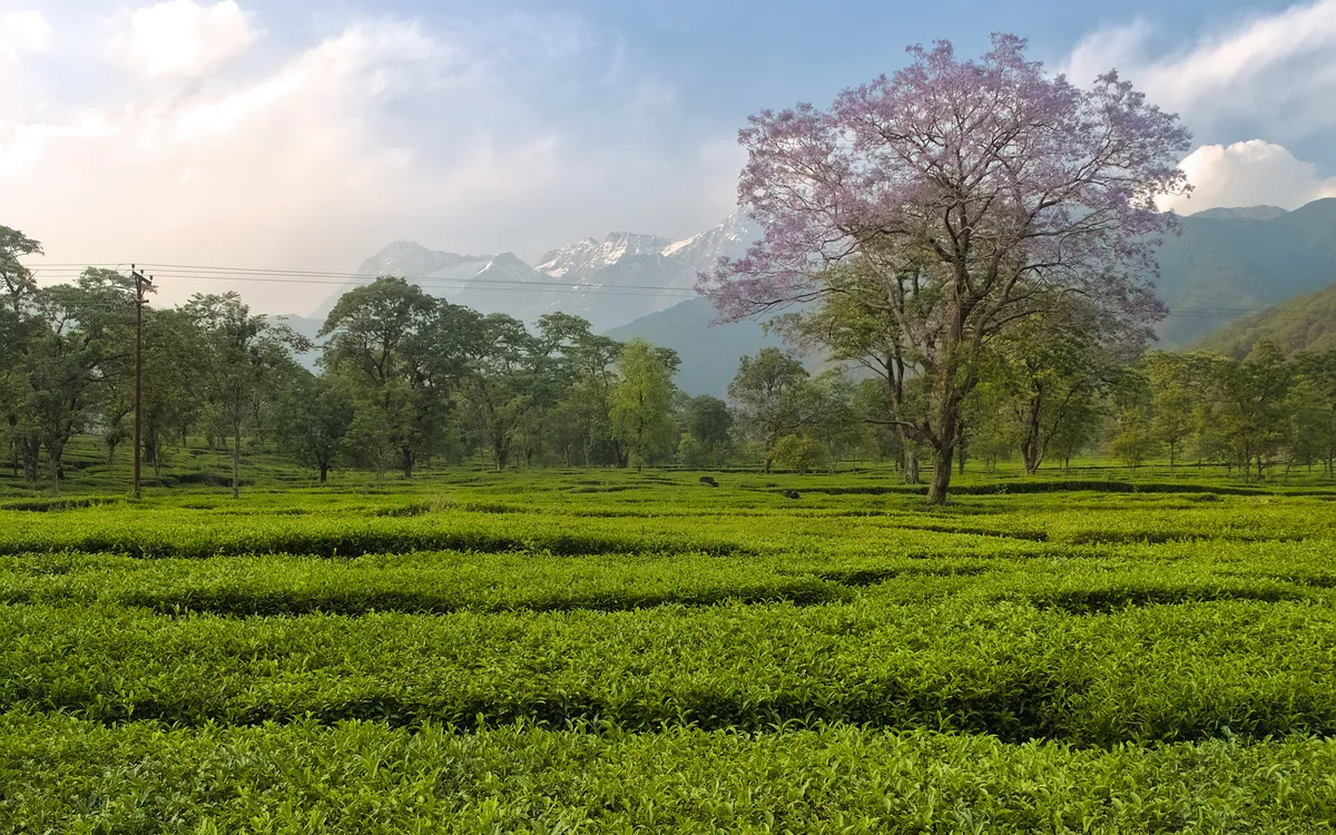 Dharamshala 4 Day Tour