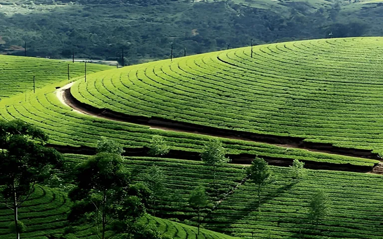 Palampur: a tea-capital day trip from Dharamshala