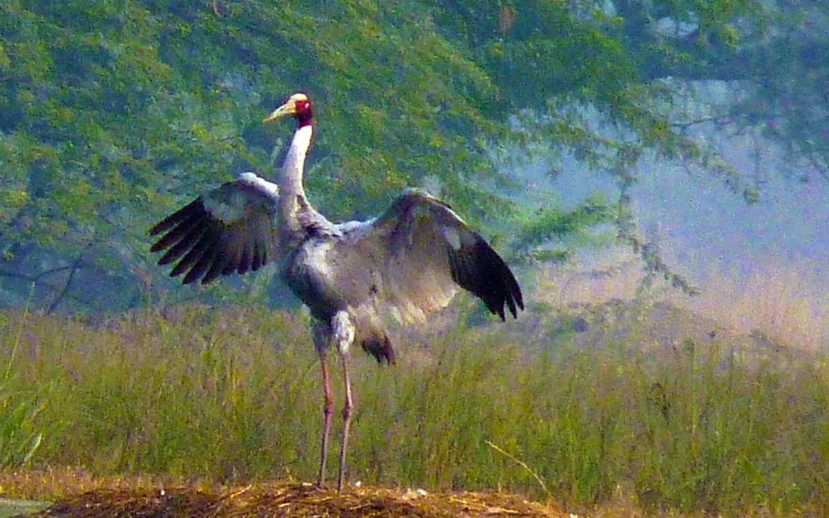 Pong Dam Lake & Wetland Tour