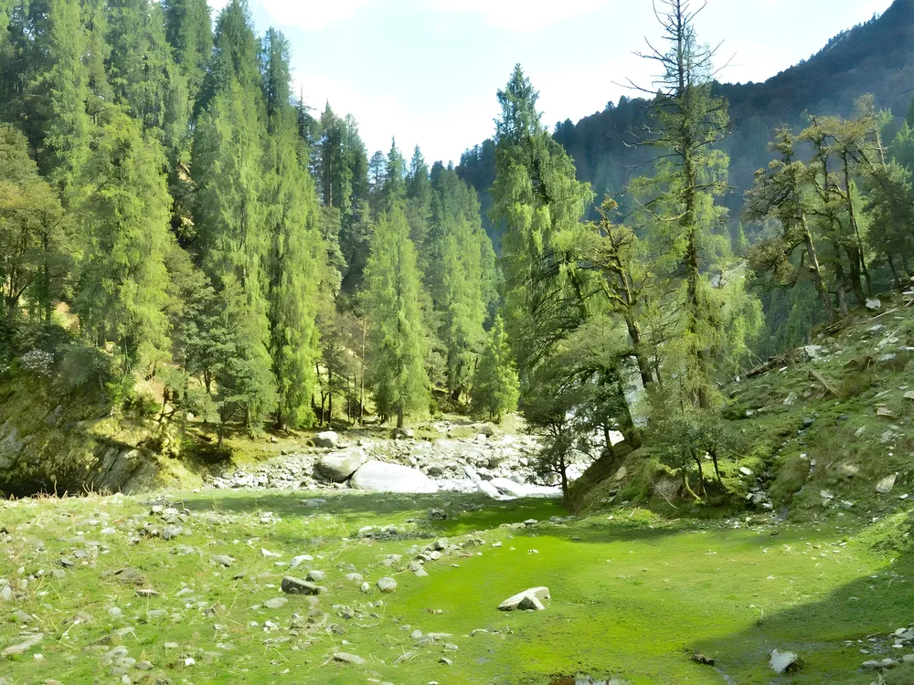 Sunlit deodar forest and a green stream clearing on the Thamsar trail