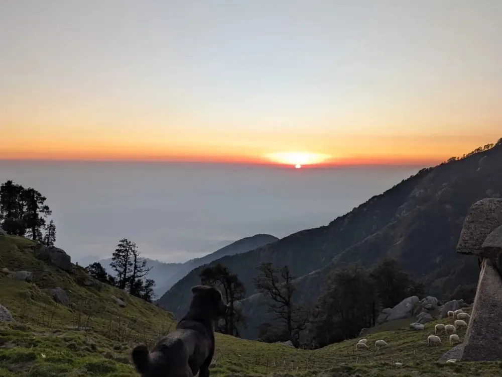 A mountain dog watching the sunset over the Kangra Valley from the Triund trail